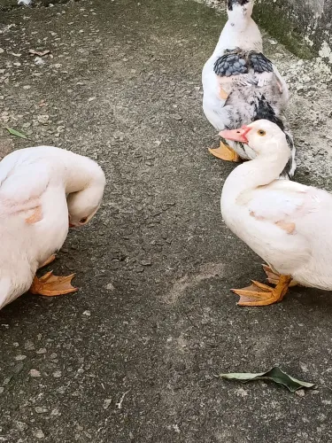 Pato