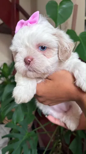 Filhotes shihtzu