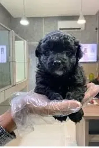 olha que lindos esses peludinhos , so 300 cada