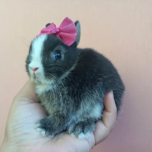 Menor Coelho do Mundo Anão Netherland Dwarf Mini Coelho