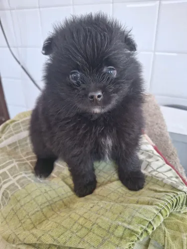 Lulu da pimerania anao macho