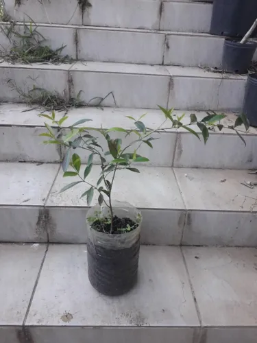 Muda Cerejeira Gaúcha Porto Alegre RS