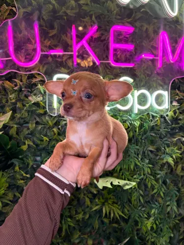 Chihuahua! O Presente q emociona