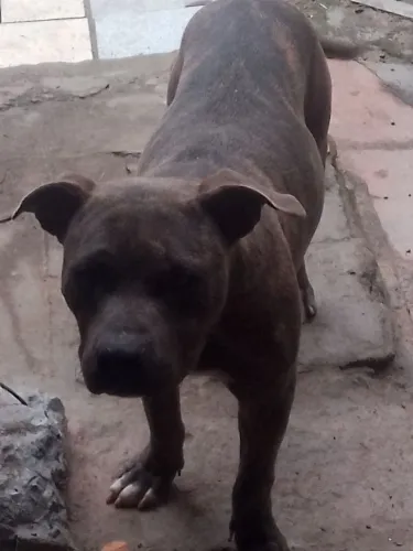 Doação de Pitt Bull 10 meses macho 