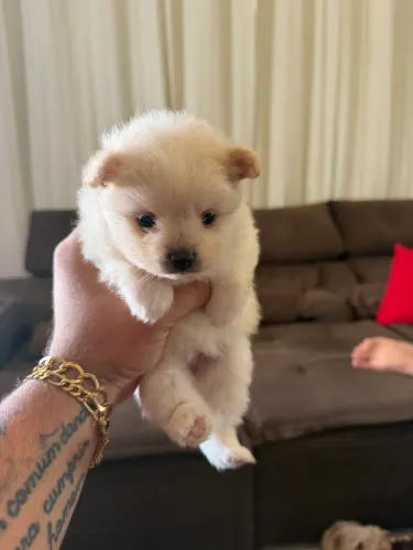 Lulu da pomerania