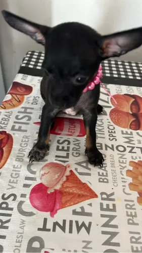 Pinsher fêmea Black