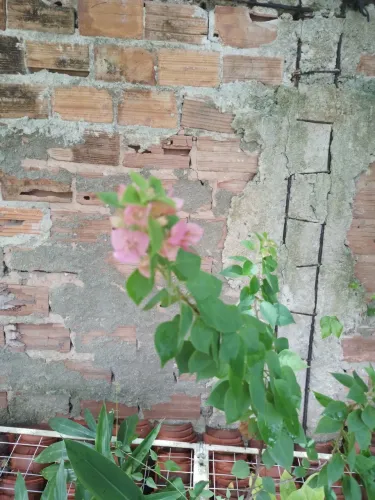 Primavera