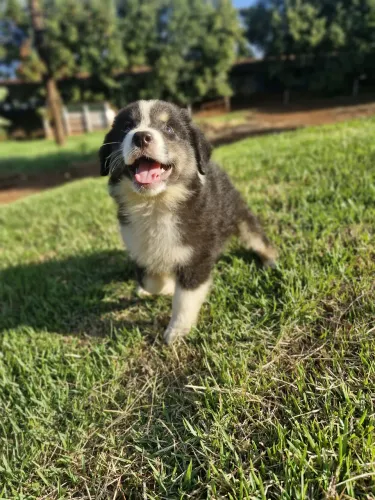 Filhotes de cachorros Pastor Australiano 