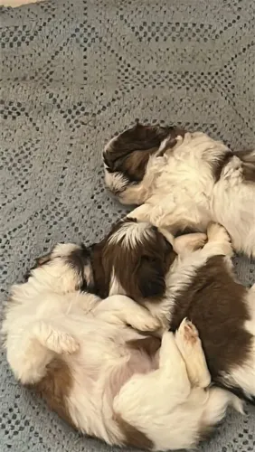 Shih tzu fêmeas mini tricolor são 3