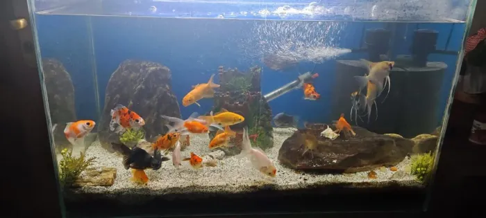 Aquário Completo Semi-Novo 100 Litros!!