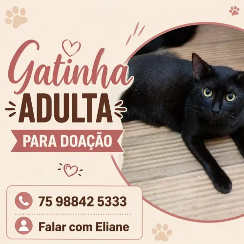 Gatinha para adoção