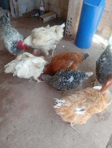 Vendo 10 galinha caipira