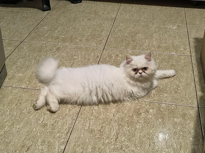 Gato fêmea persa 