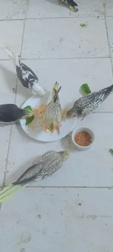 Ração para calopsitas