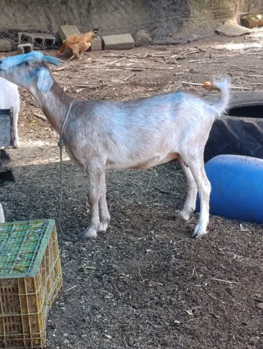 Cabra, cabrito