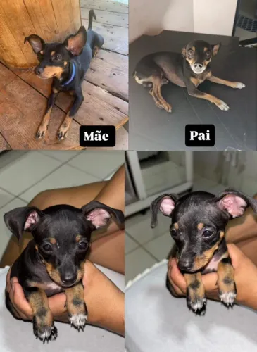 Vendo filhote de pinscher