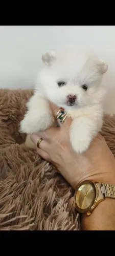 Spitz alemão feminha