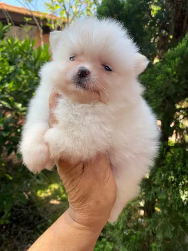 Cachorro Lulu saudável e bem cuidado confira