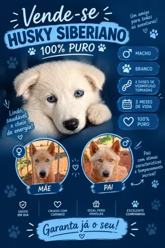 Husky Siberiano 100% puro