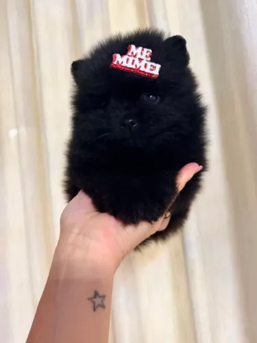 Lindos machinhos de Spitz alemão