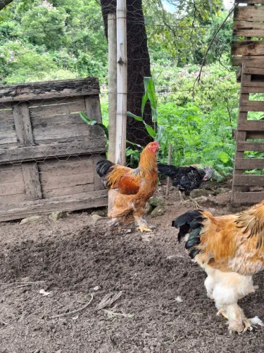 Galo e Frango Brahma