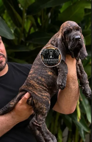 Filhotes de fila brasileiro 