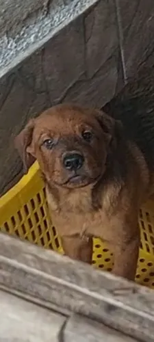Filhote bandog Rottweiler Rj campo grande totalmente vacinado e vermifugado aceito cartão 