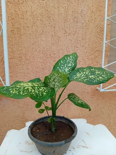 Planta 