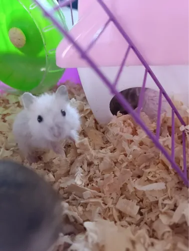 Hamster anão russo