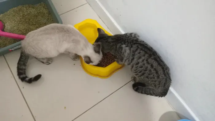 Gatos