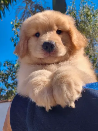 Filhotes de Golden Retriever disponível para entrega