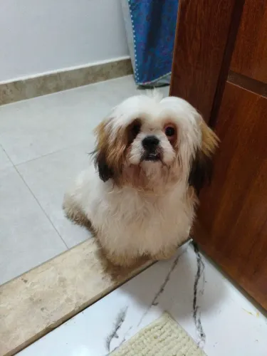 Vendo Filhote macho Shitzu