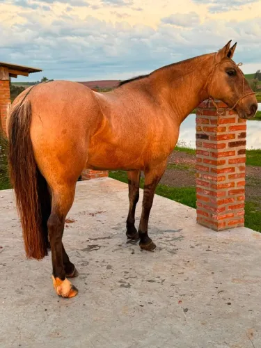 Cavalo Crioulo