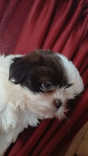 shihtzu femea