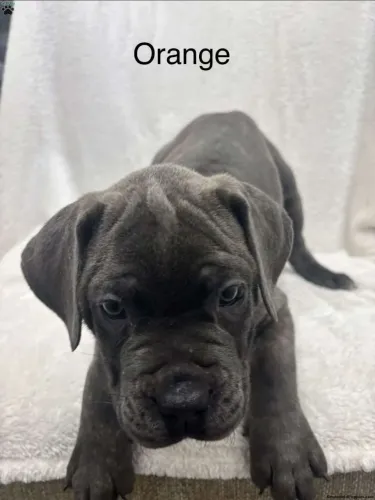 Cane corso ? Filhotes perfeitos
