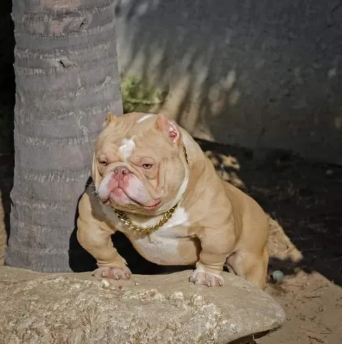 Americam Bully Pocket ou micro lindos demais de luxo
