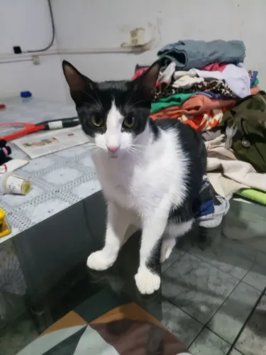 Gata femea doacao 4 meses