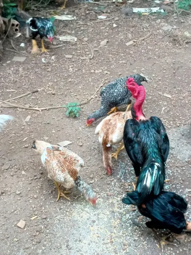 Galinha caipira 