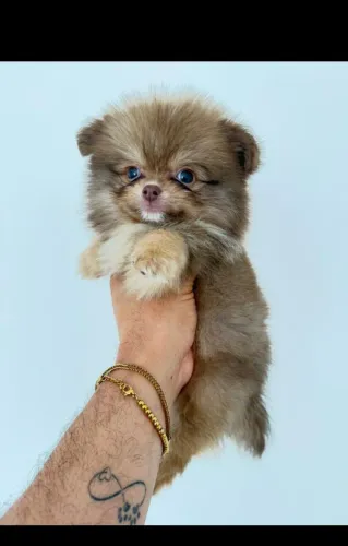 Cachorros de raças