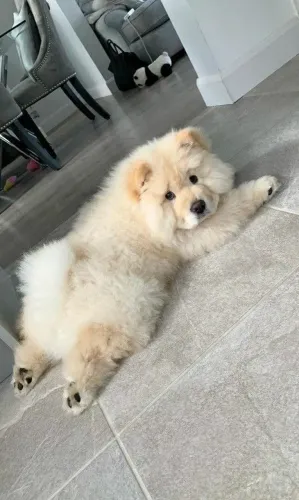 Filhotes De Chow Chow - Os Mais Encantadores Esperam Por Você 