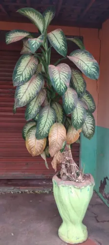 PLANTA COMIGO NINGUÉM PODE GRANDE