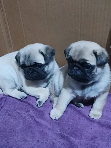 Filhotes de PUG