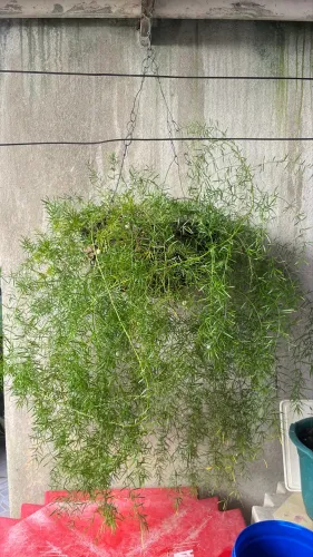 Planta alfinete saudável