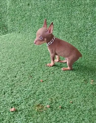 Pinscher diferenciado na cor; chocolate lindo 