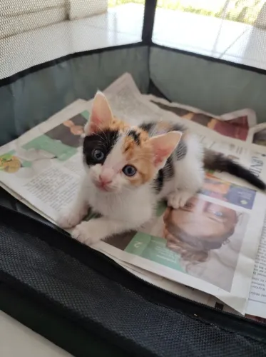 Gatinha Filhote Fêmea Tricolor