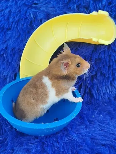 Hamester