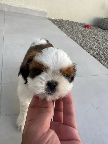 Vendo 4 filhotinhos de Shih Tzu, todos com 50 dias
