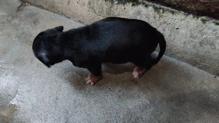 Vendendo cachorro Pitbull