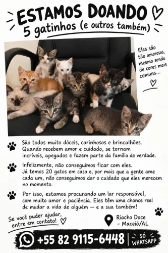 Doação de gatinhos, para alguém responsável.