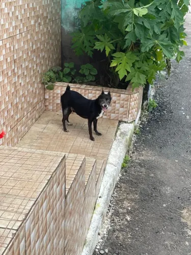 Cachorro pinscher